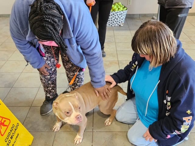 Cozy Crafts, Kindness & Celebration: February at Residential Concepts 4 animal shelter